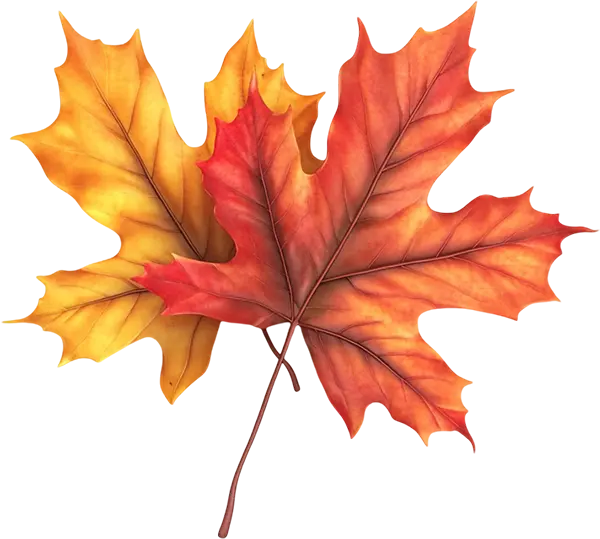 autumn leaf