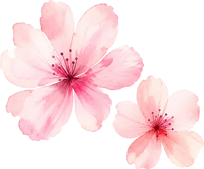two pink flowers